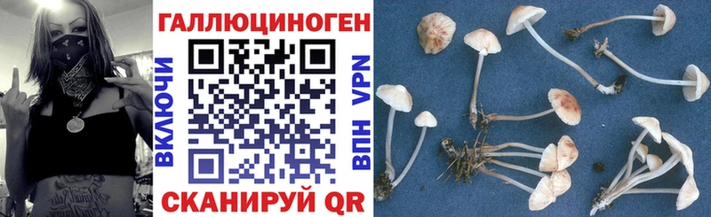 Псилоцибиновые грибы Psilocybine cubensis Чудово